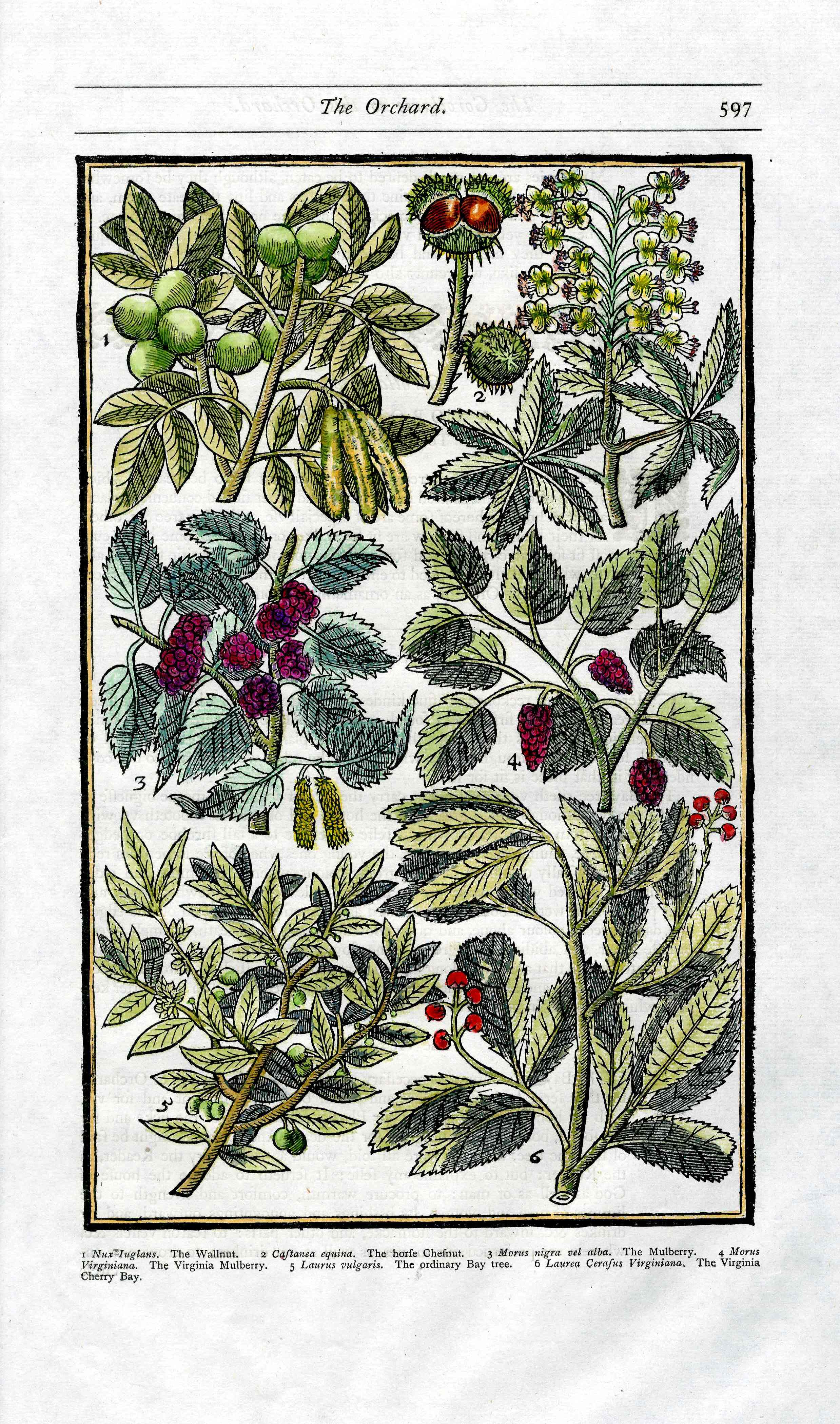 Parkinson Paradisi in Sole Herbals Walnut, Mulberry