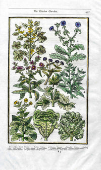 Parkinson Paradisi in Sole Herbals French Mallowes