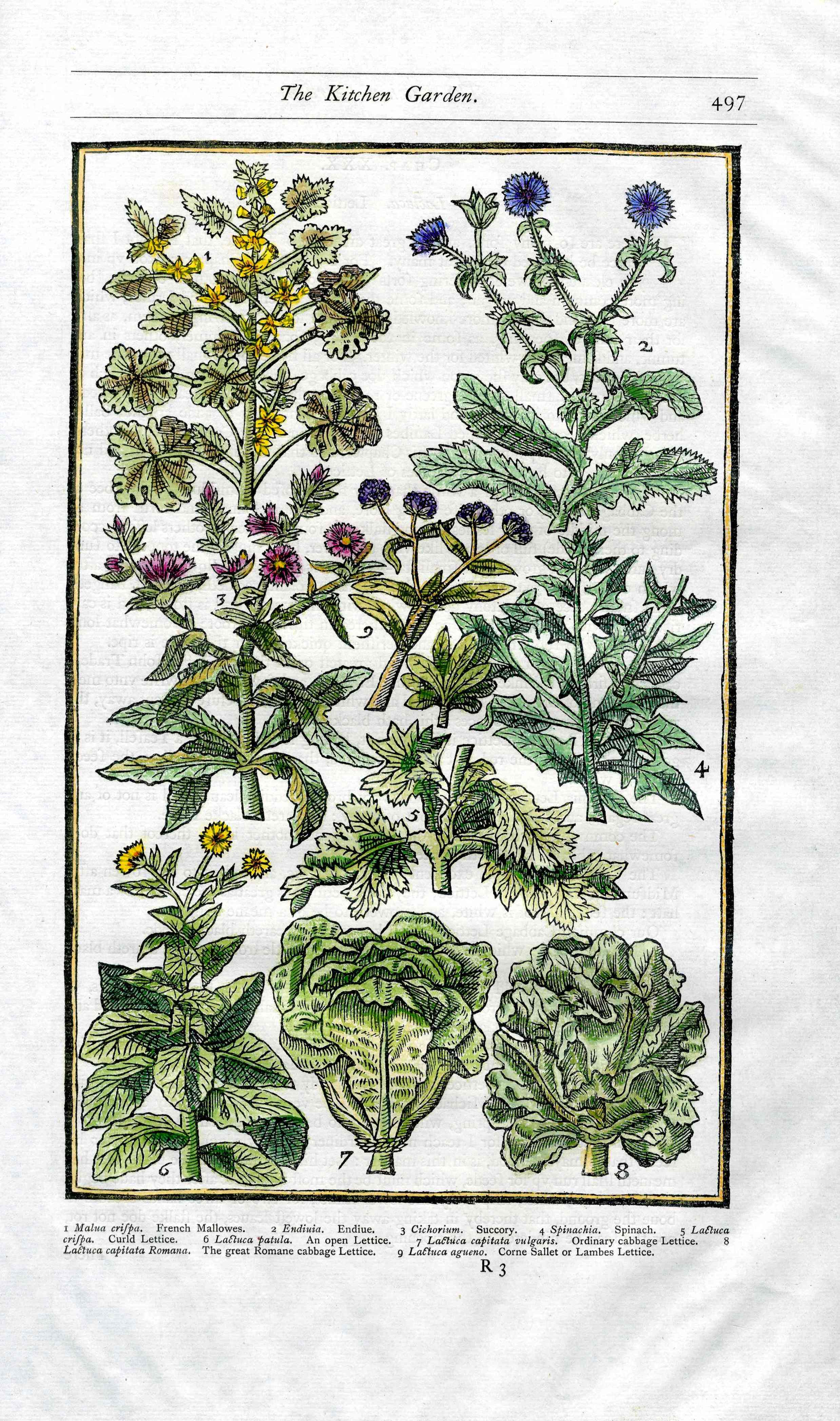 Parkinson Paradisi in Sole Herbals French Mallowes