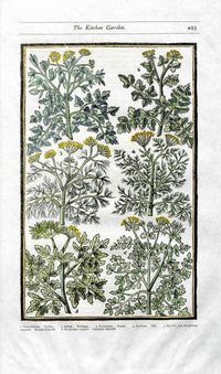Parkinson Paradisi in Sole Herbals Parsley, Dill