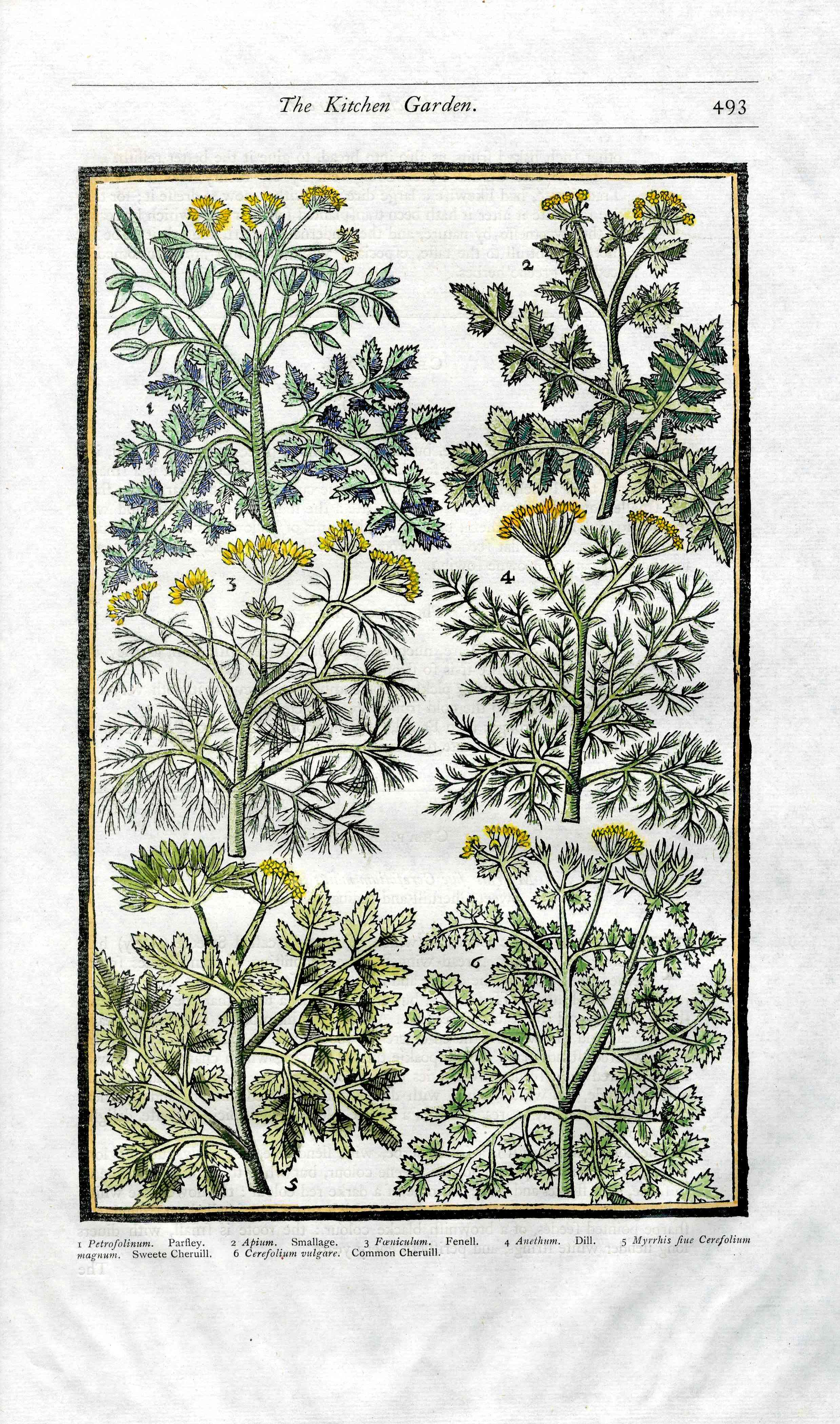 Parkinson Paradisi in Sole Herbals Parsley, Dill