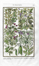 Parkinson Paradisi in Sole Herbals Beans, Peas