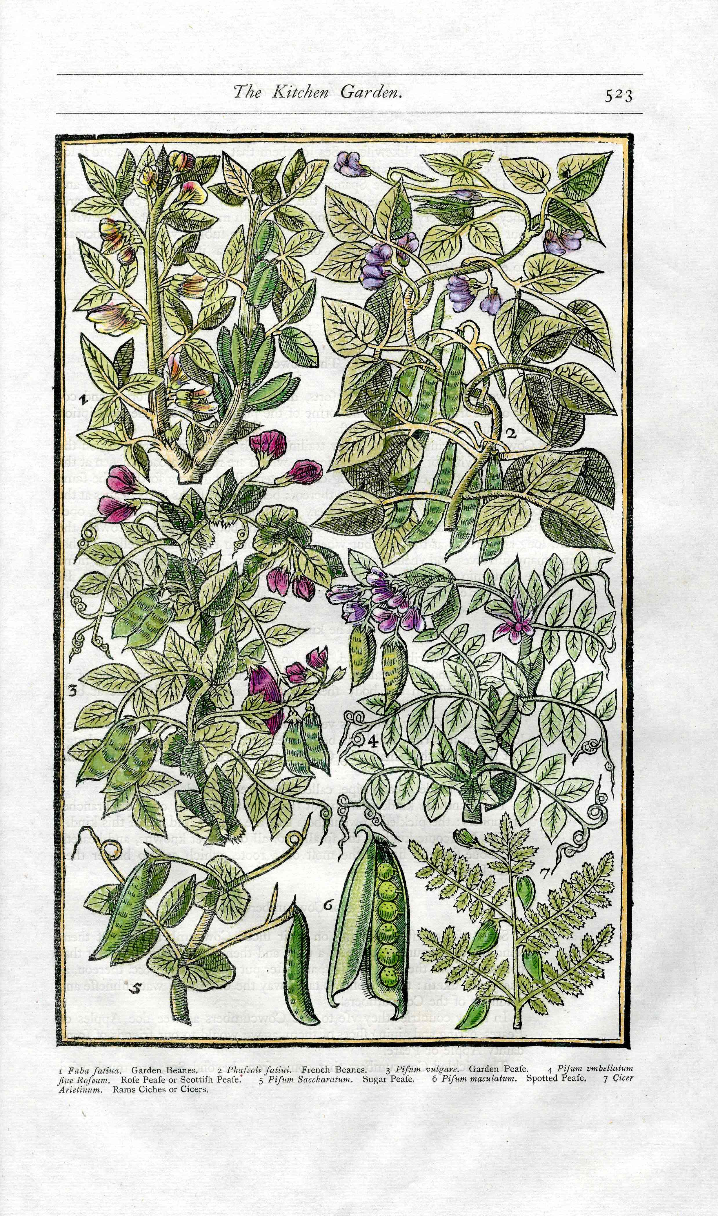 Parkinson Paradisi in Sole Herbals Beans, Peas