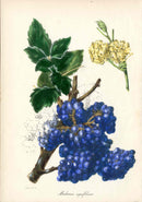 Joseph Paxton Antique Botanical Print 1834 Mahonia aqu.
