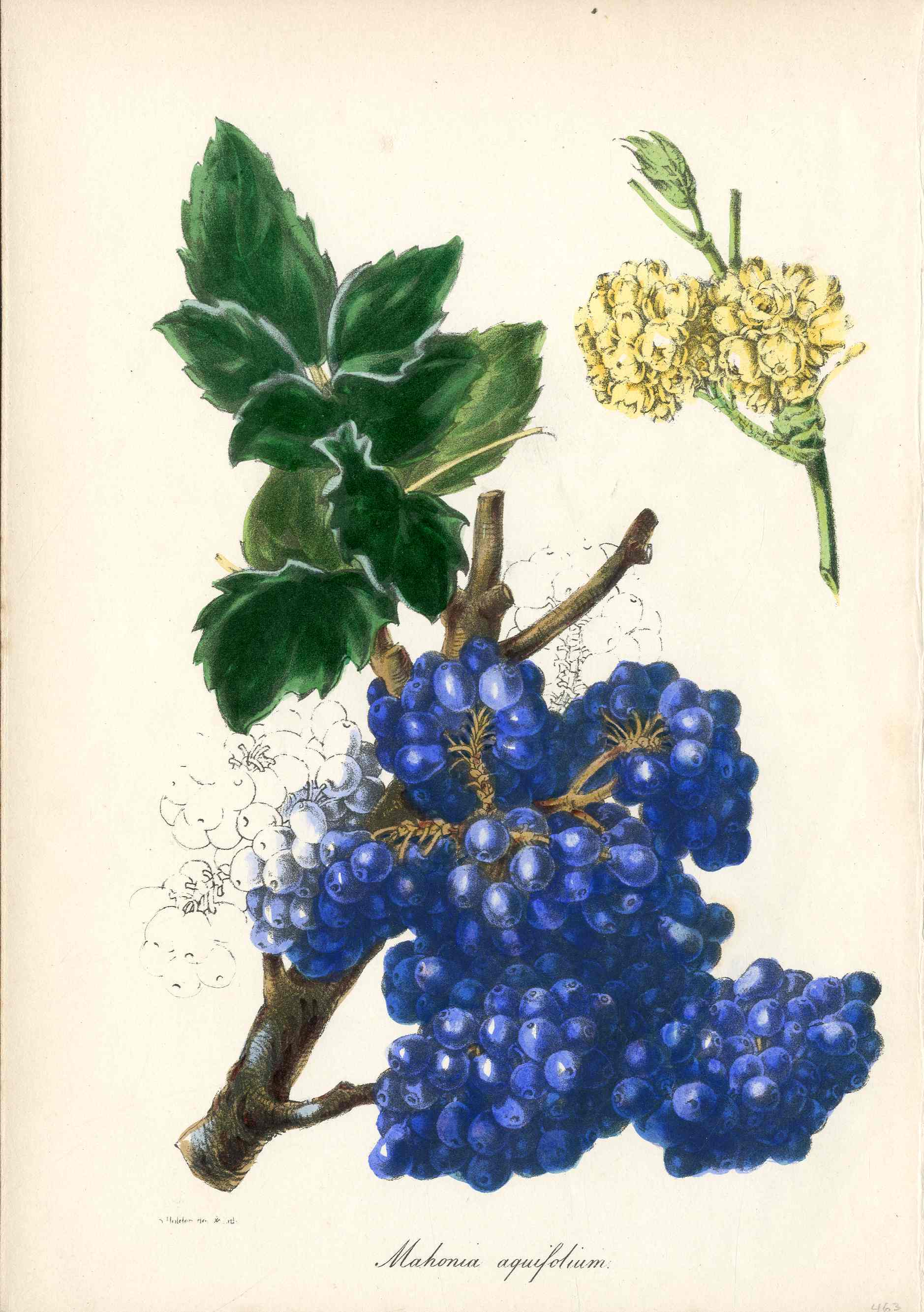 Joseph Paxton Antique Botanical Print 1834 Mahonia aqu.