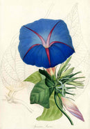 Joseph Paxton Antique Botanical Print 1834 Ipomoea