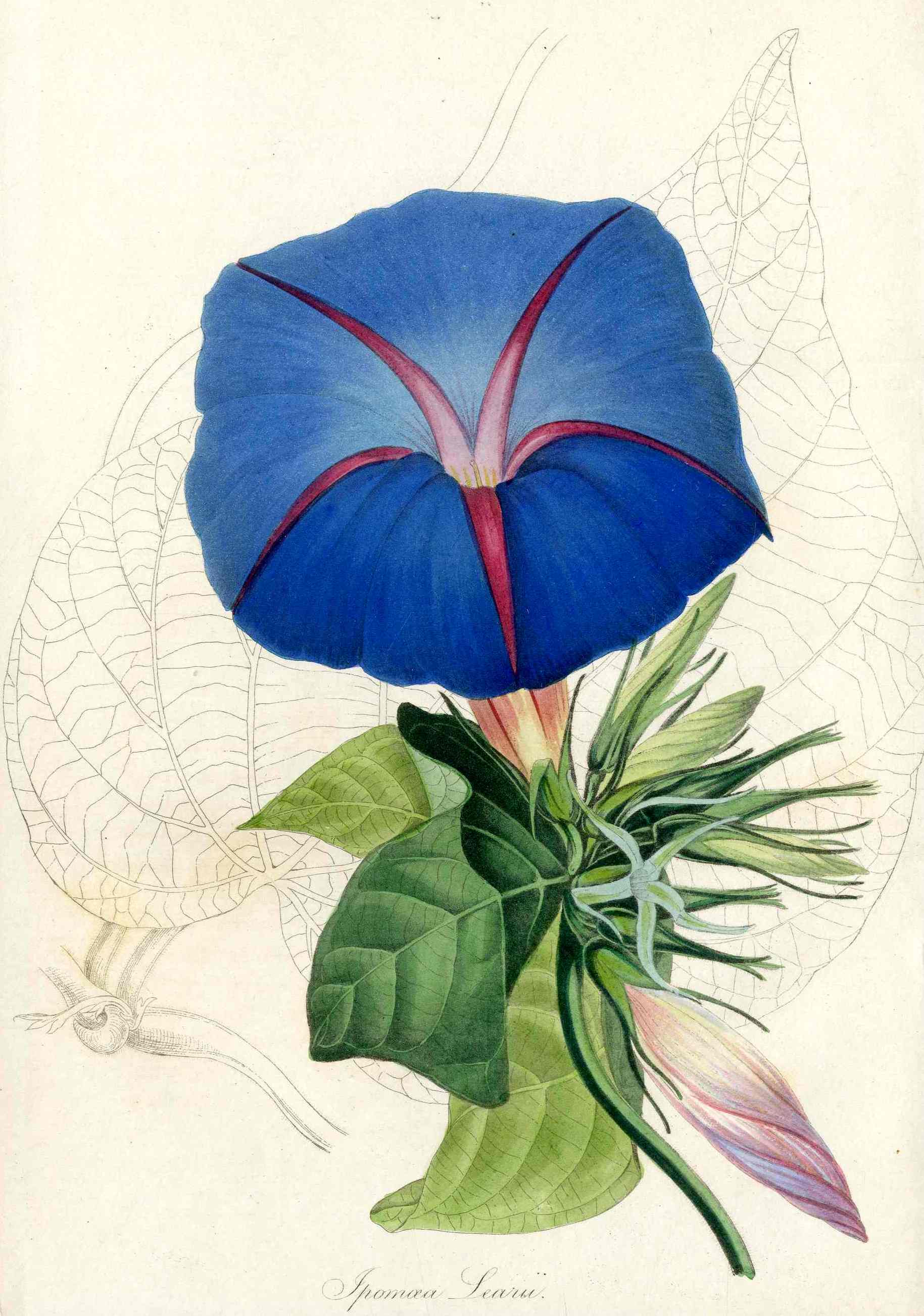 Joseph Paxton Antique Botanical Print 1834 Ipomoea