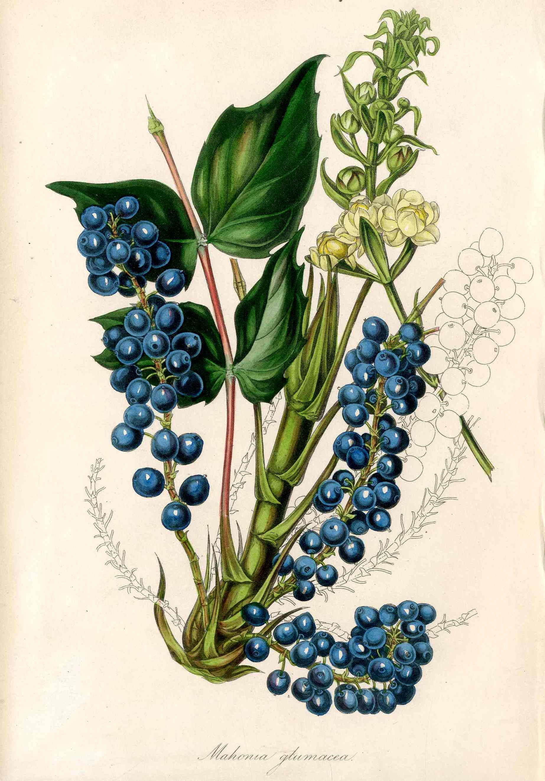 Joseph Paxton Antique Botanical Print 1834 Mahonia