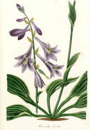 Joseph Paxton Antique Botanical Print 1834 Hosta