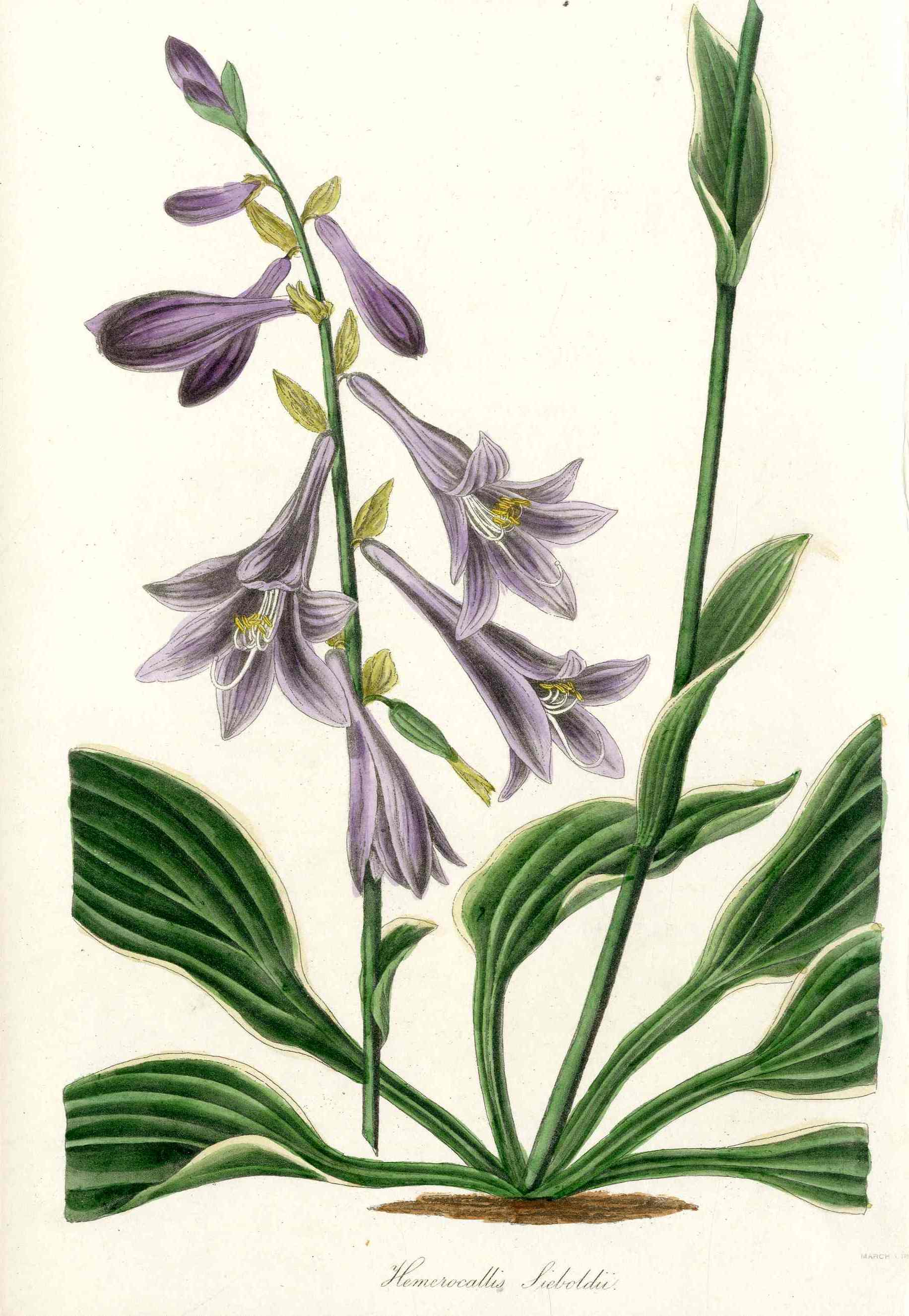 Joseph Paxton Antique Botanical Print 1834 Hosta