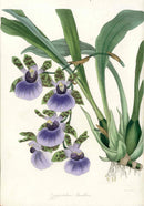 Joseph Paxton Antique Botanical Print 1834 Zygopetalum