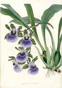 Joseph Paxton Antique Botanical Print 1834 Zygopetalum
