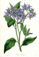 Joseph Paxton Antique Botanical Print 1834 Solanum crispum
