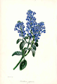 Joseph Paxton Antique Botanical Print 1834 Scutellaria