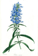 Joseph Paxton Antique Botanical Print 1834 Salvia azurea