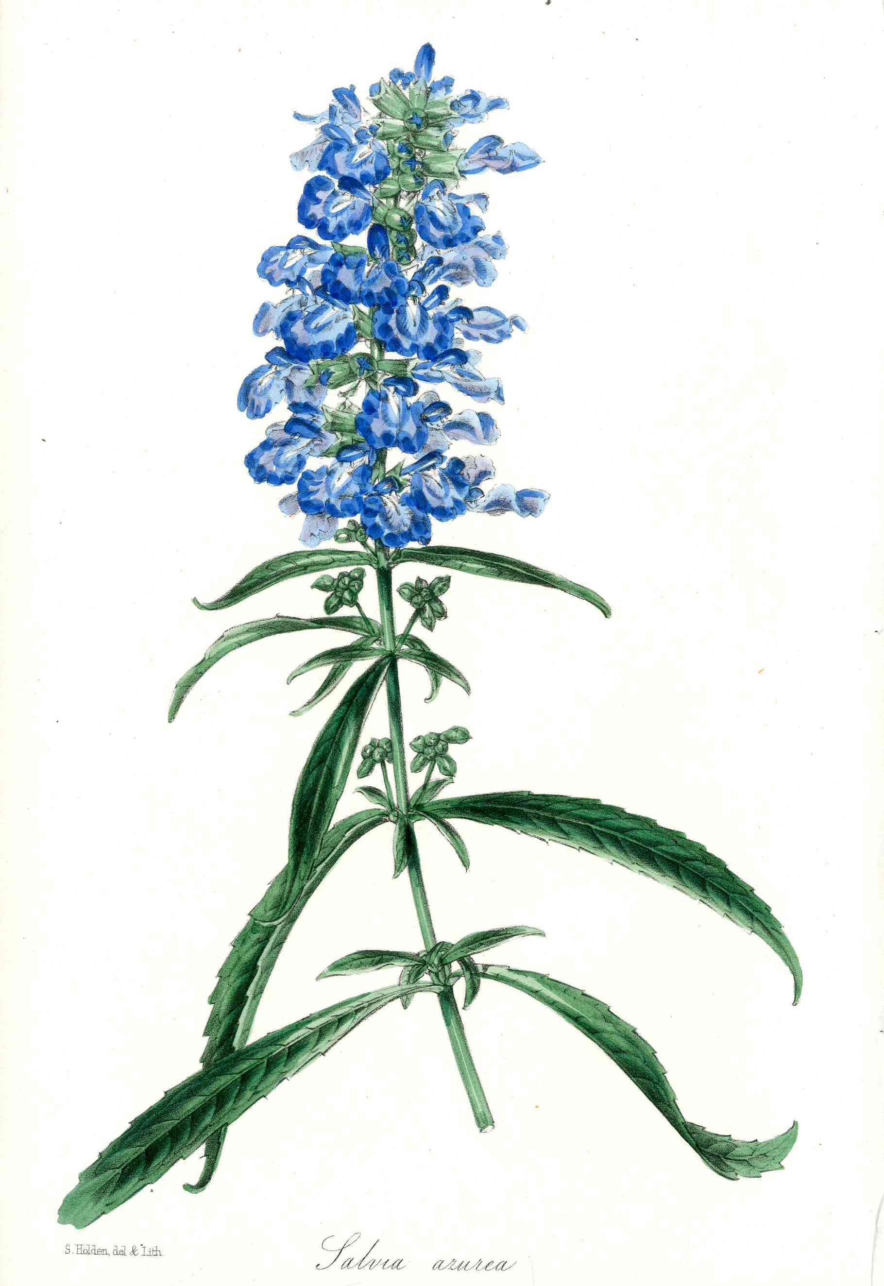 Joseph Paxton Antique Botanical Print 1834 Salvia azurea