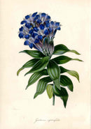 Joseph Paxton Antique Botanical Print 1834 Gentiana