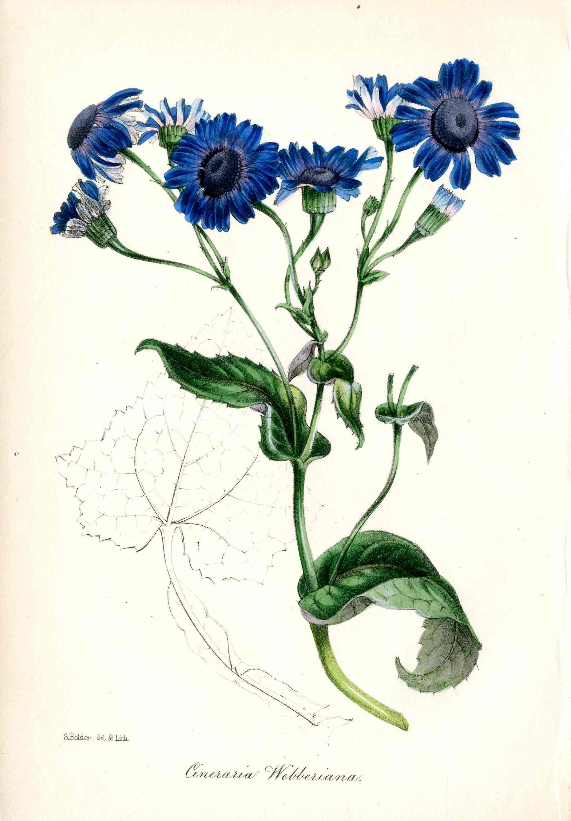 Joseph Paxton Antique Botanical Print 1834 Cineraria