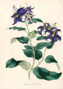 Joseph Paxton Antique Botanical Print 1834 Solanum