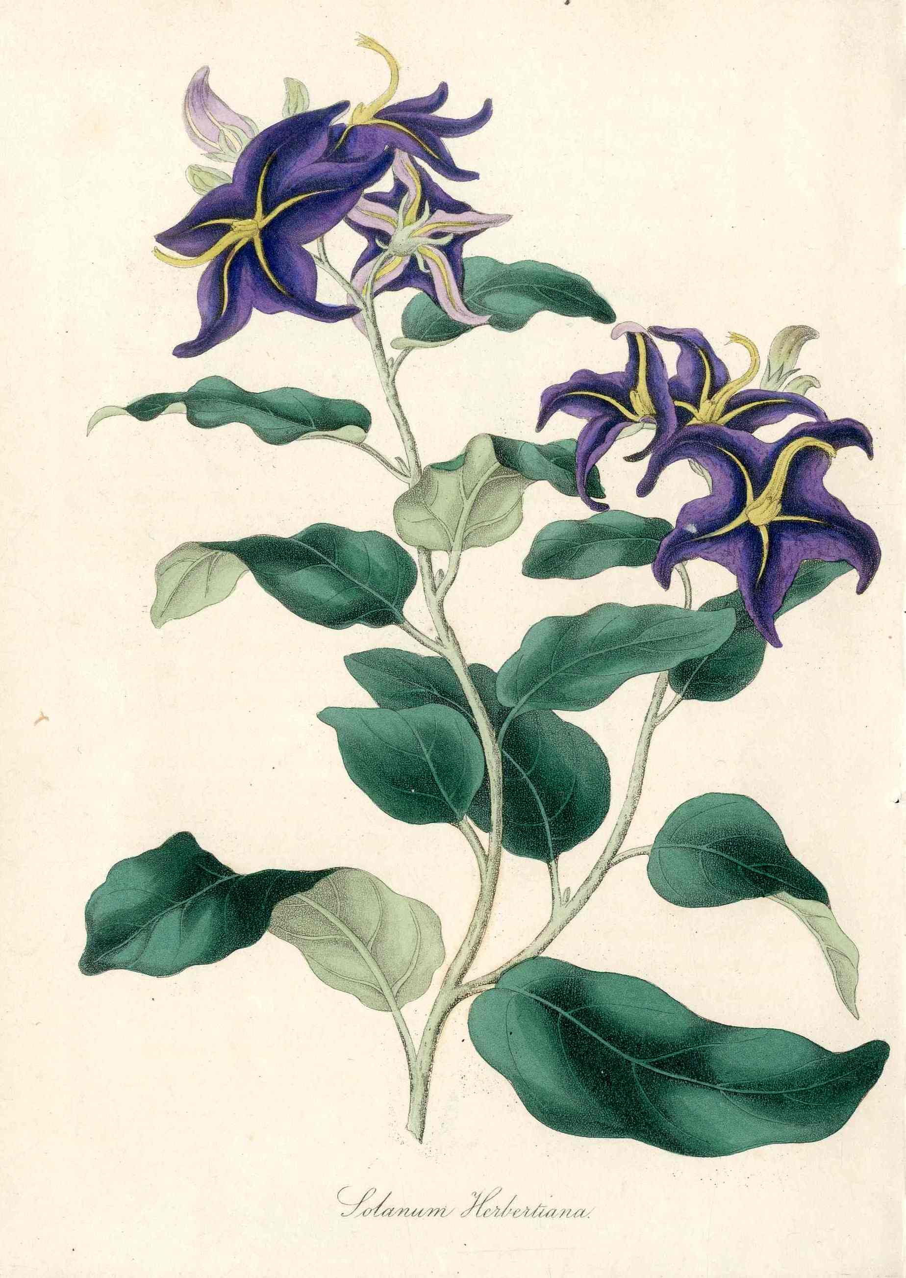 Joseph Paxton Antique Botanical Print 1834 Solanum