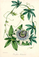 Joseph Paxton Antique Botanical Print 1834 Passiflora