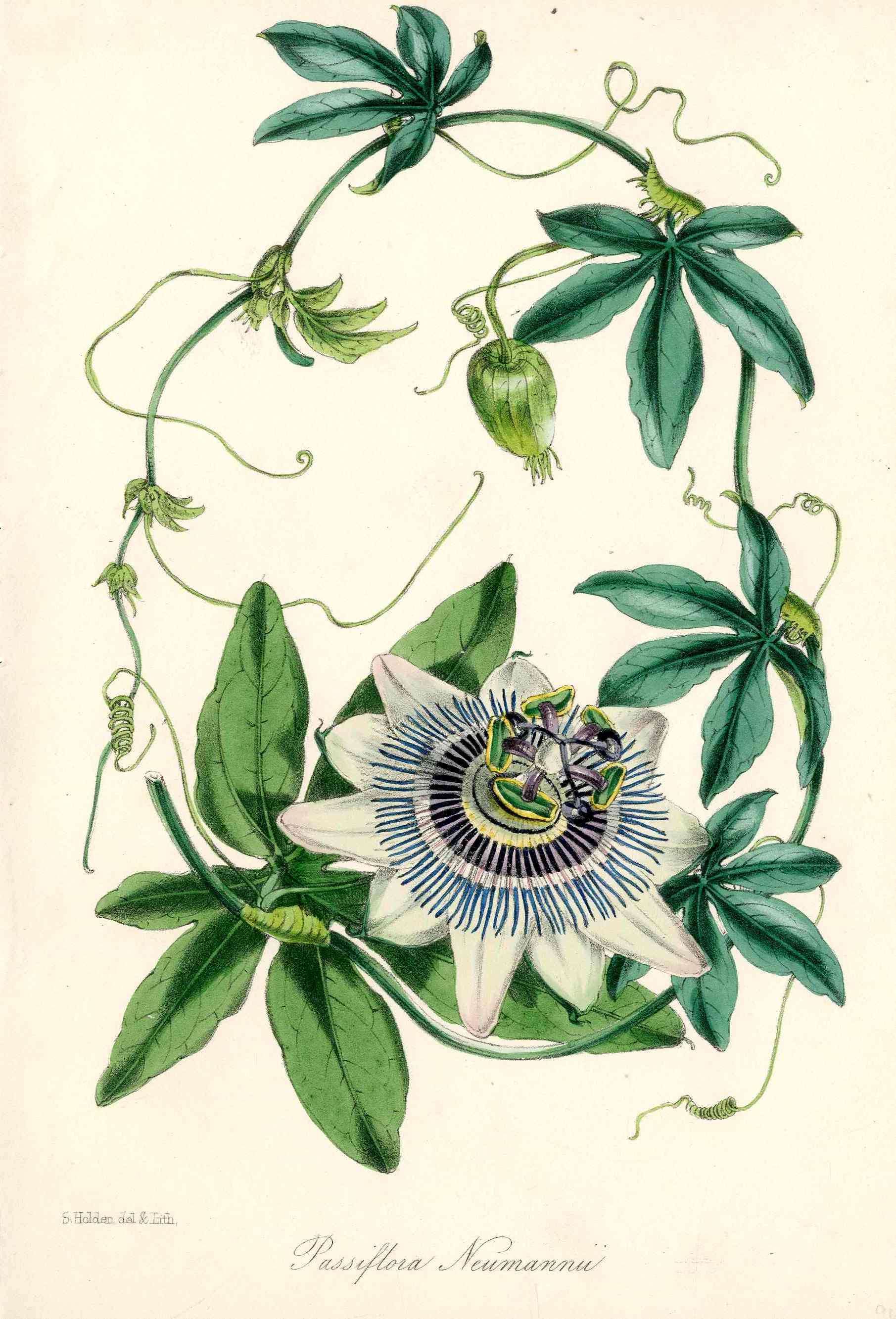 Joseph Paxton Antique Botanical Print 1834 Passiflora
