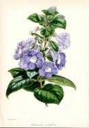 Joseph Paxton Antique Botanical Print 1834 Achimenes