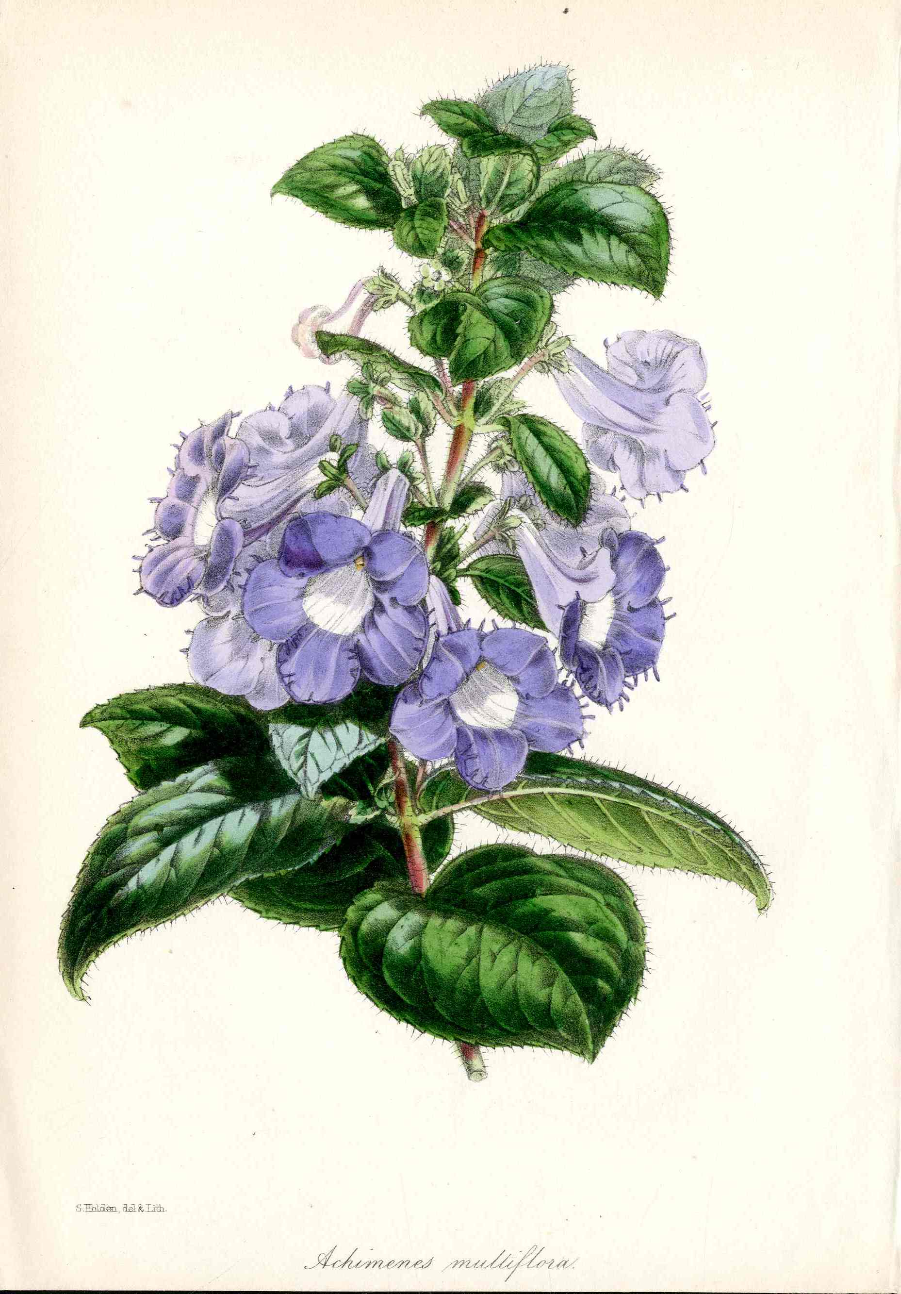 Joseph Paxton Antique Botanical Print 1834 Achimenes