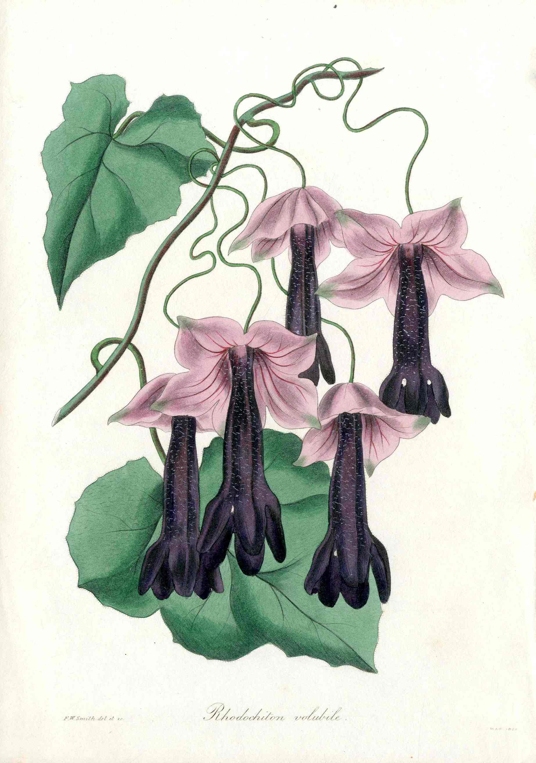 Joseph Paxton Antique Botanical Print 1834 Rhodochiton