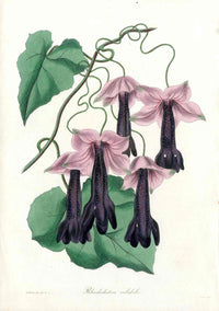 Joseph Paxton Antique Botanical Print 1834 Rhodochiton