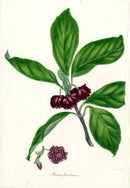 Joseph Paxton Antique Botanical Print 1834 Illicium