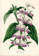 Joseph Paxton Antique Botanical Print 1834 Collinsia