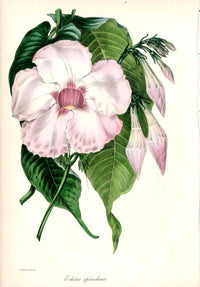 Joseph Paxton Antique Botanical Print 1834 Echites