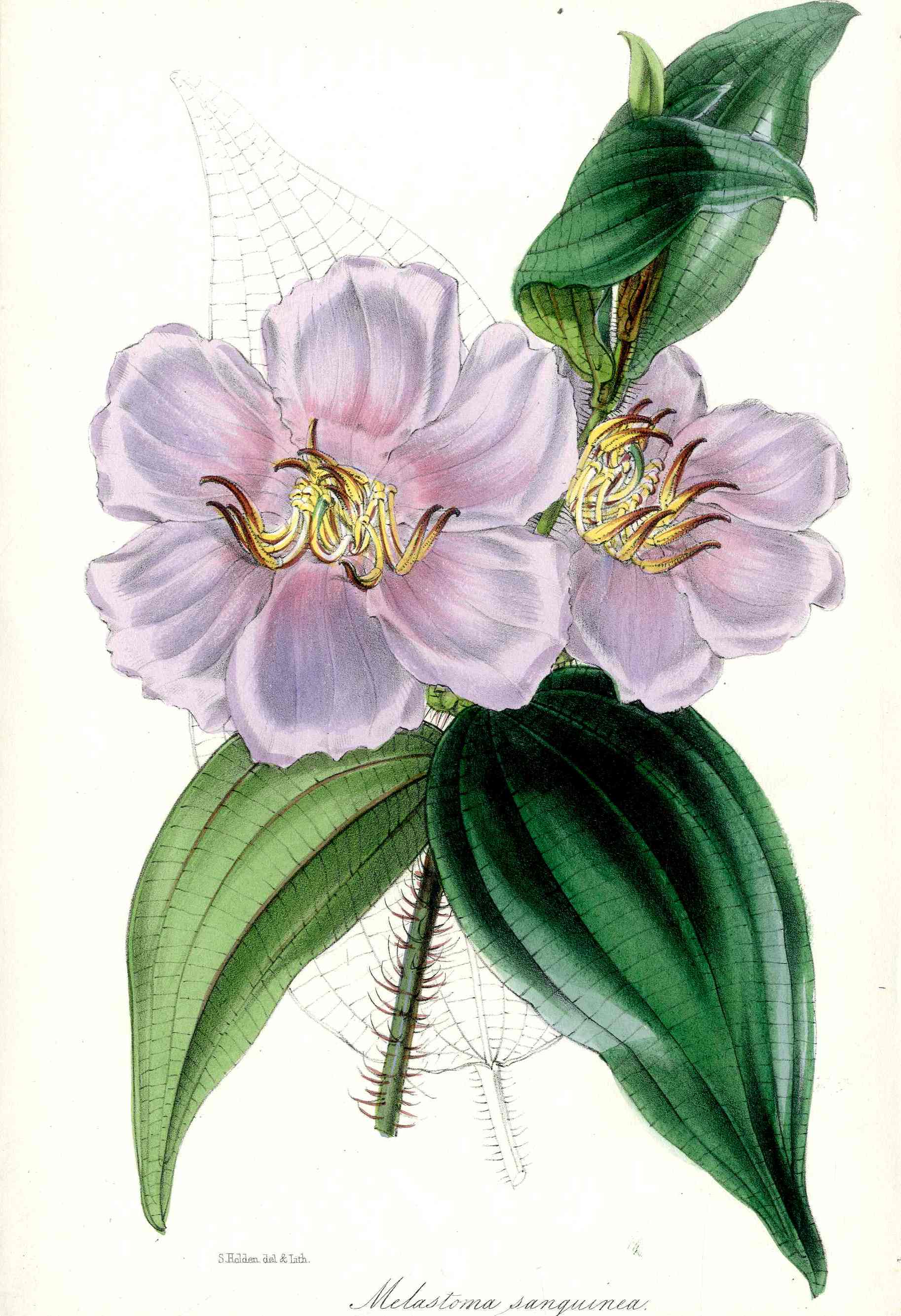 Joseph Paxton Antique Botanical Print 1834 Melastoma