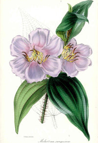 Joseph Paxton Antique Botanical Print 1834 Melastoma