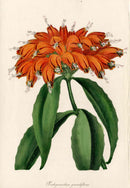 Joseph Paxton Antique Botanical Print 1834 Lipstick plant