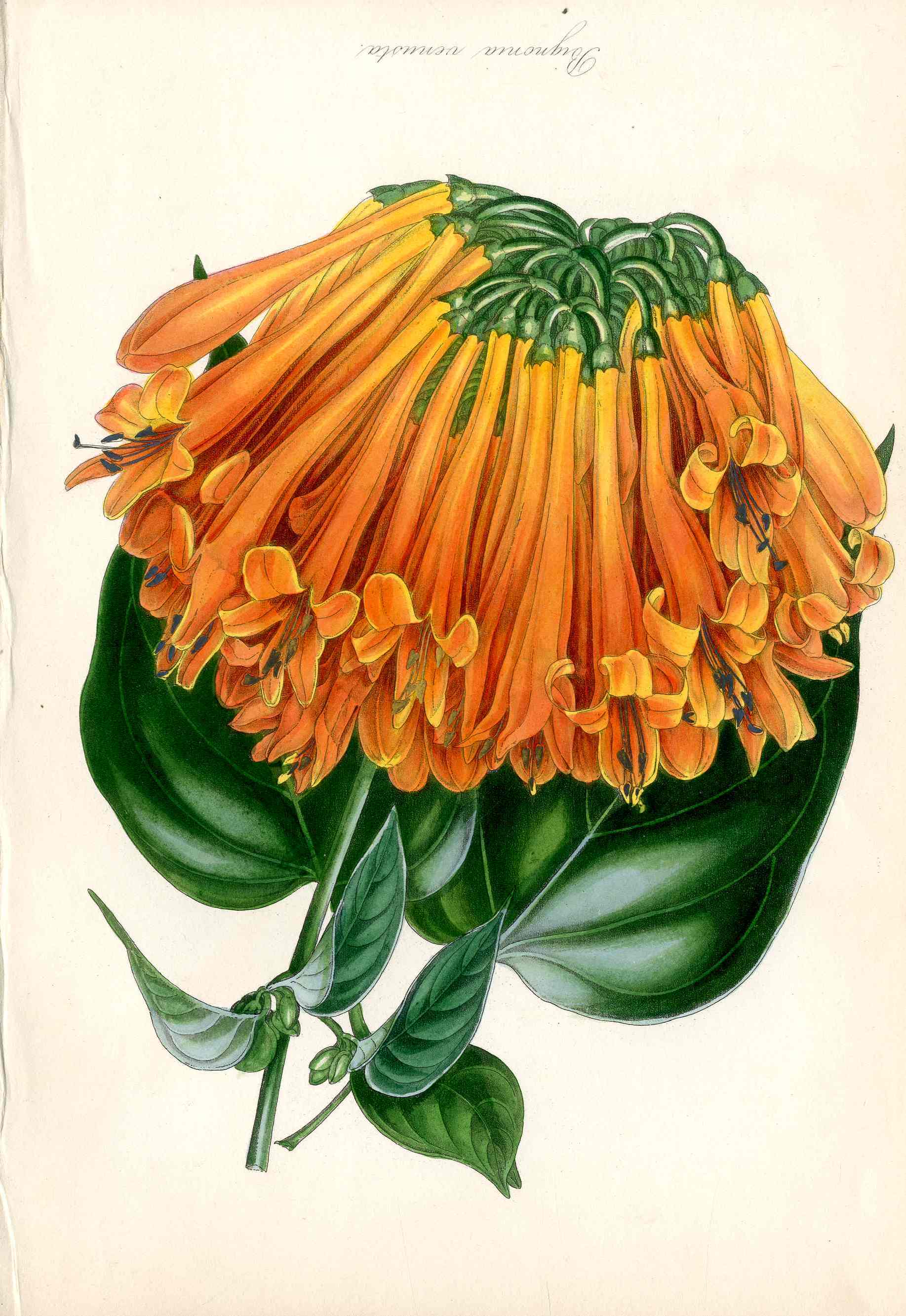 Joseph Paxton Antique Botanical Print 1834 Bignonia