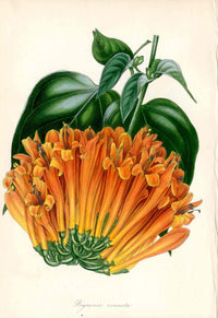 Joseph Paxton Antique Botanical Print 1834 Bignonia