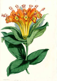 Joseph Paxton Antique Botanical Print 1834 Aeschynanthus