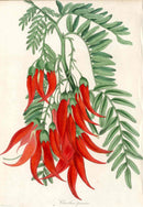 Joseph Paxton Antique Botanical Print 1834 Clianthus