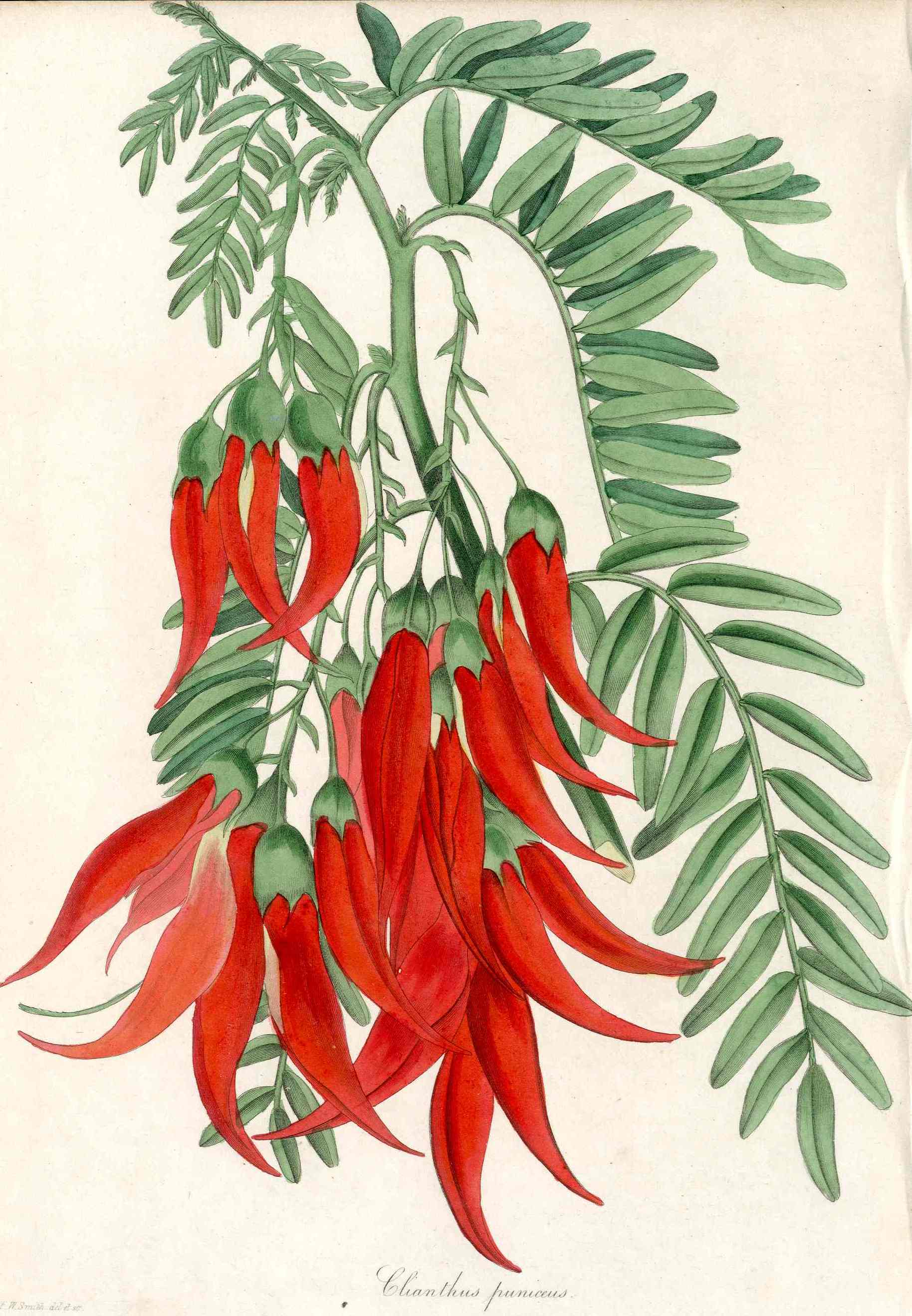 Joseph Paxton Antique Botanical Print 1834 Clianthus