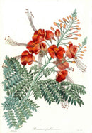 Joseph Paxton Antique Botanical Print 1834 Caesalpinia