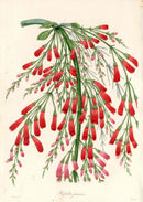 Joseph Paxton Antique Botanical Print 1834 Russelia