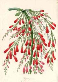 Joseph Paxton Antique Botanical Print 1834 Russelia