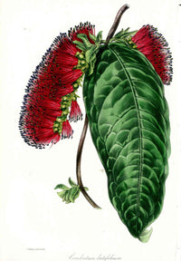 Joseph Paxton Antique Botanical Print 1834 Combretum