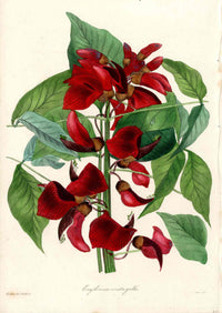 Joseph Paxton Antique Botanical Print 1834 Erythrina crista