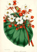 Joseph Paxton Antique Botanical Print 1834 Begonia alb.