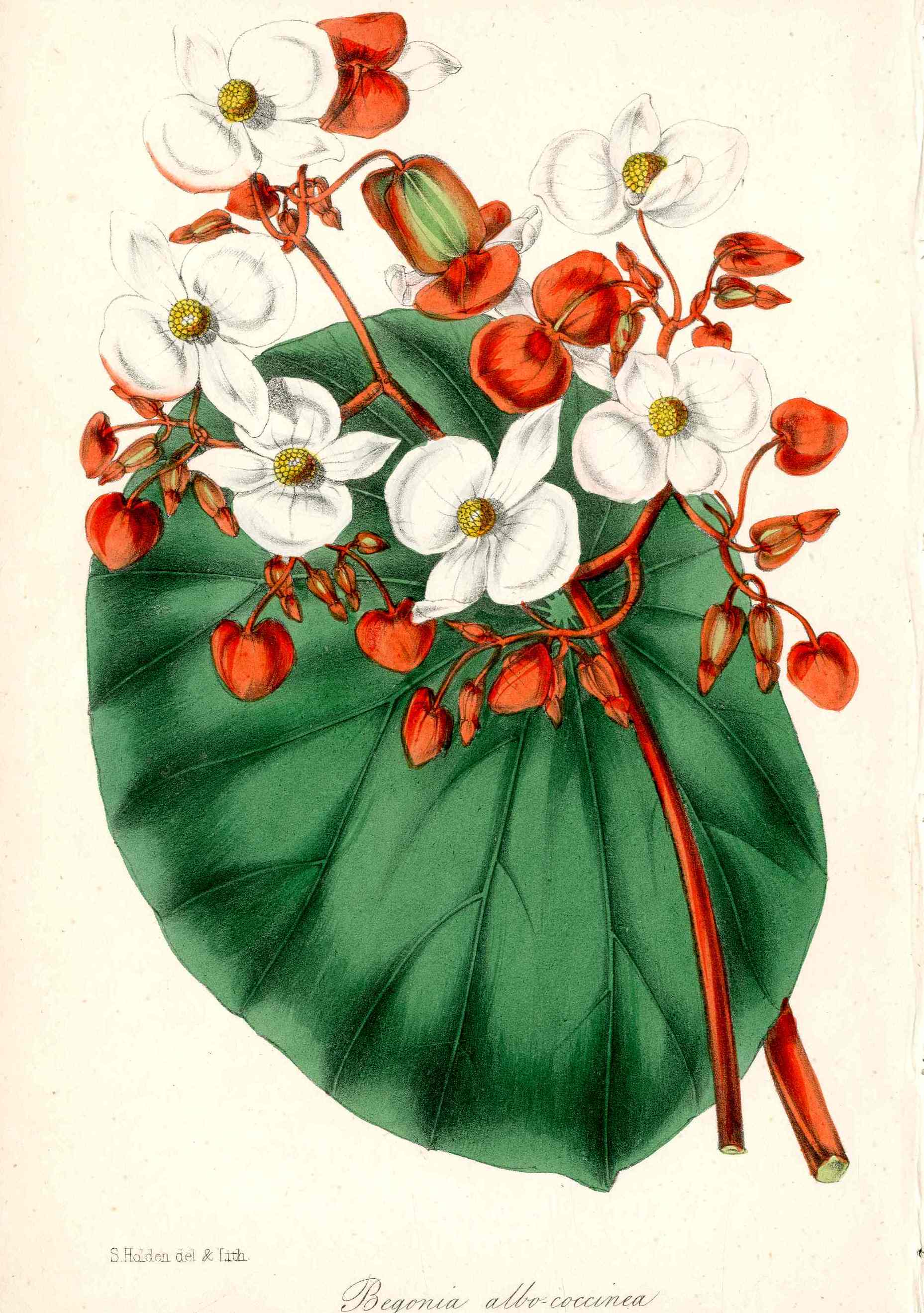 Joseph Paxton Antique Botanical Print 1834 Begonia alb.