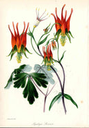 Joseph Paxton Antique Botanical Print 1834 Aquilegia