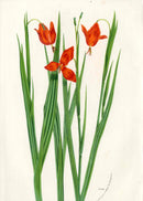 Joseph Paxton Antique Botanical Print 1834 Tigridia